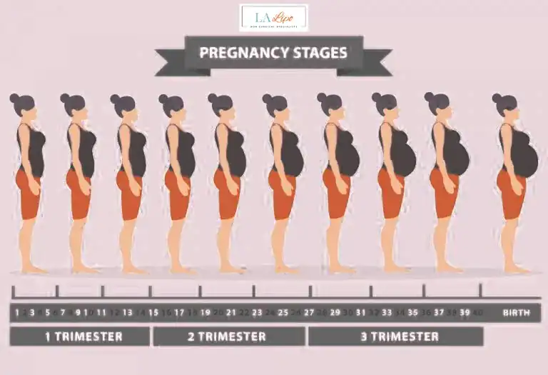 First Trimester (Weeks 1–12): Early Changes You Might Not Notice Chandler's Ford